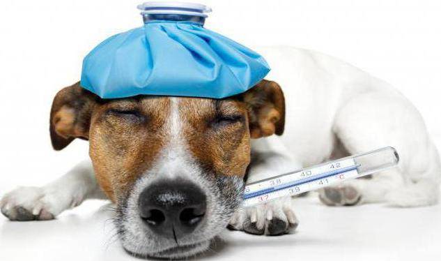 Лечение собак Преднизолоном за и против. Преднизолон для собак для чего назначают, инструкция по применению, дозировка Последствия приема преднизолона у собак