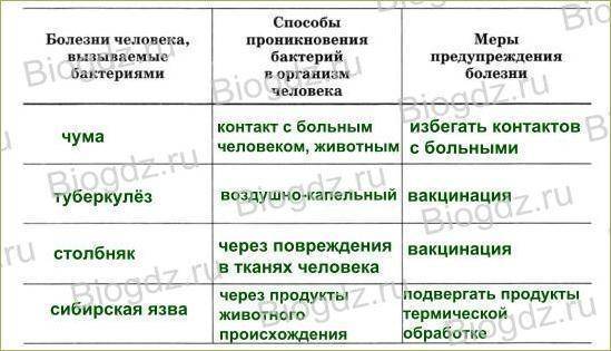 Какое значение имеют бактерии в жизни человека и природы