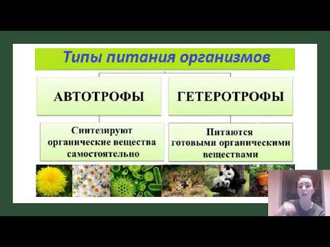 Многообразие типов питания, присущего бактериям