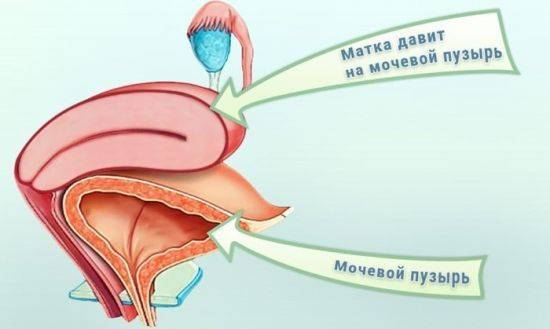 Обнаружено в моче большое количество бактерий: что это значит, чем лечить