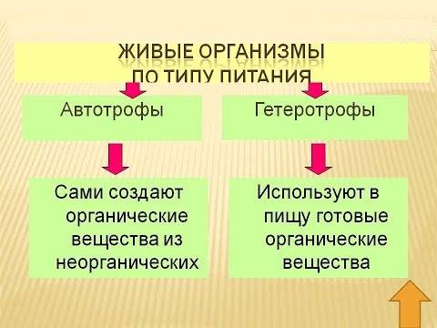 Гетеротрофы — что это такое | ktonanovenkogo.ru