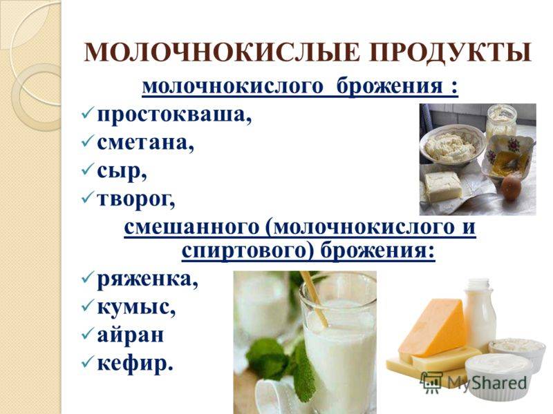 Молочнокислые бактерии: виды, классификация, значение