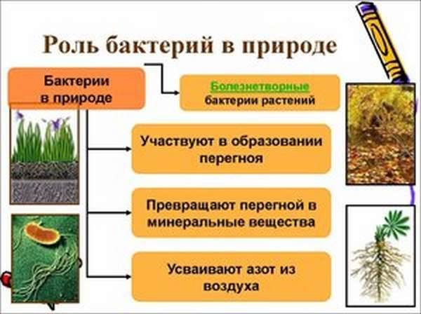 Значение бактерий в природе и жизни человека