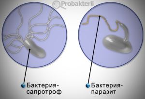 Автотрофы и гетеротрофы