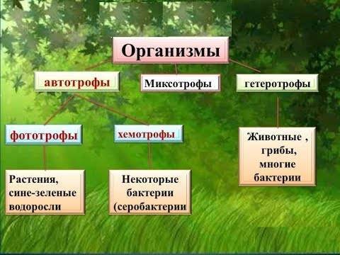 Многообразие типов питания, присущего бактериям