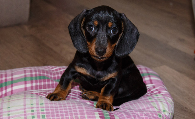 Артрогликан для здоровья суставов кошки