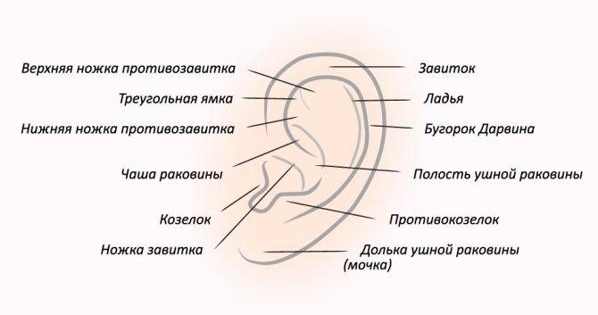 Методы исправления лопоухости без операции