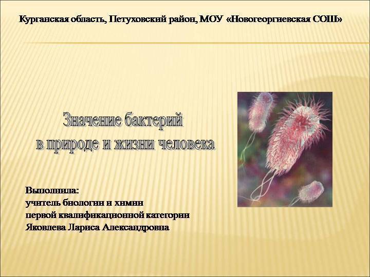 Какое значение имеют бактерии в жизни человека и природы