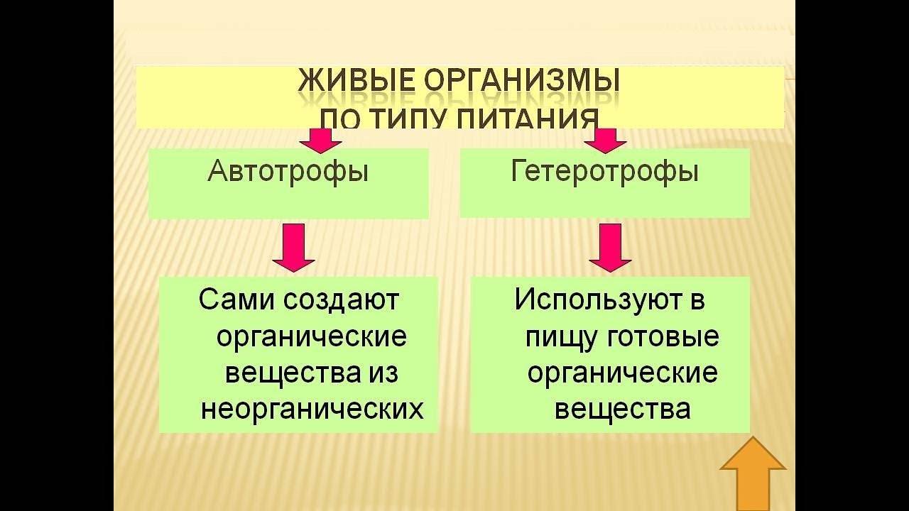 Классификация живых организмов по способу питания и механизму превращения энергии