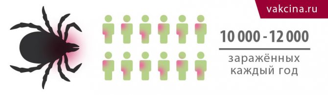 Противоклещевой иммуноглобулин – инструкция по применению вакцины