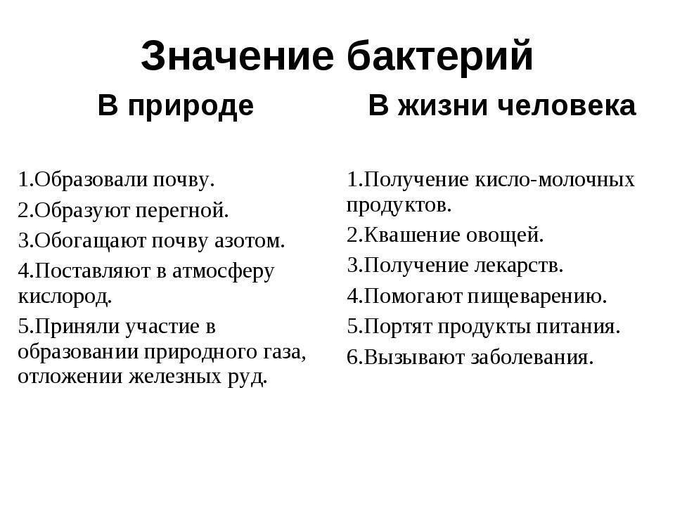 Роль бактерий в природе и жизни человека