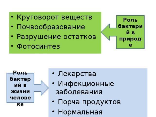 Роль бактерий в природе и жизни человека