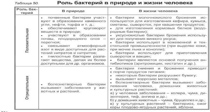 Роль бактерий в жизни человека и в природе